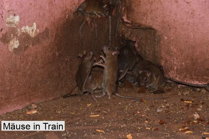 Mäuse in Train